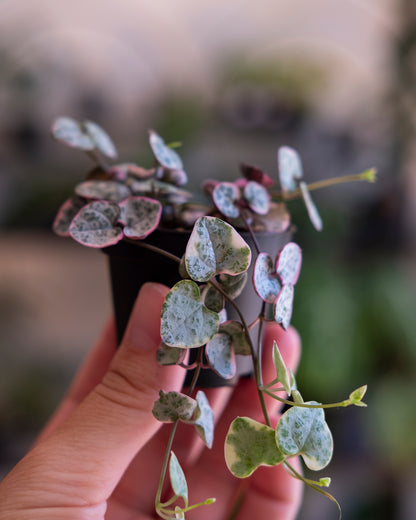 String of hearts of Ceropegia woodii variegata