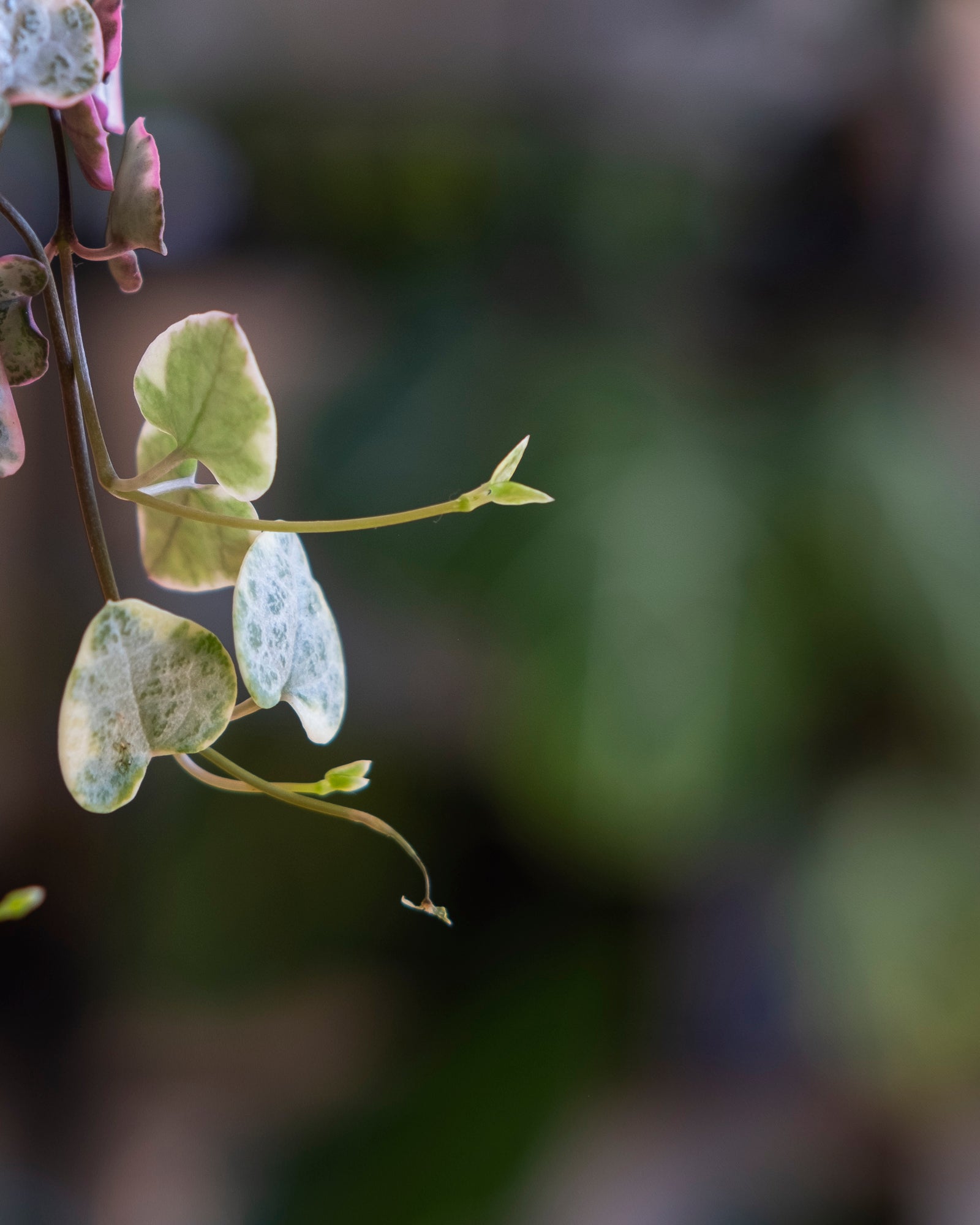 Close up of new leaf growth on Ceropegia woodii variegata