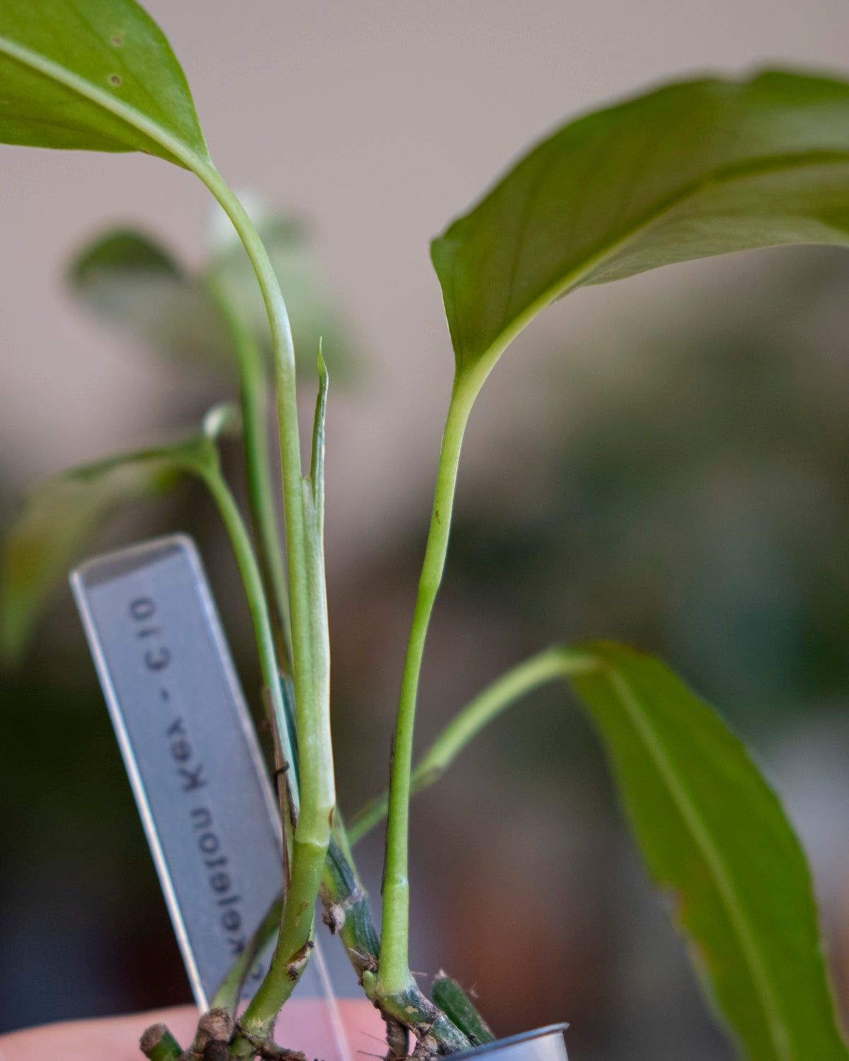 Epipremnum Global Green + Moss Pole – BMBO Plants